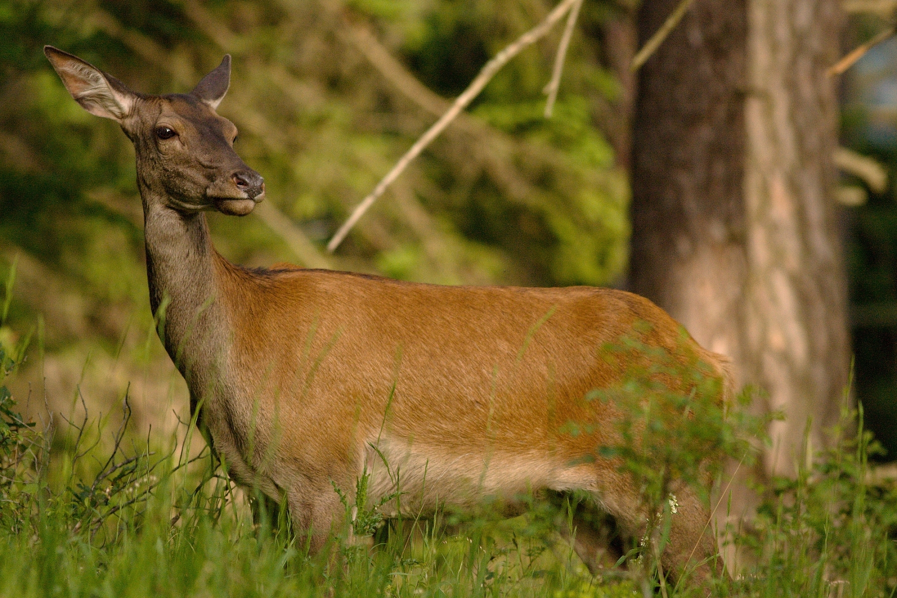 Jeleň lesný (Cervus elaphus), Malá Fatra, Slovensko (2)(1)