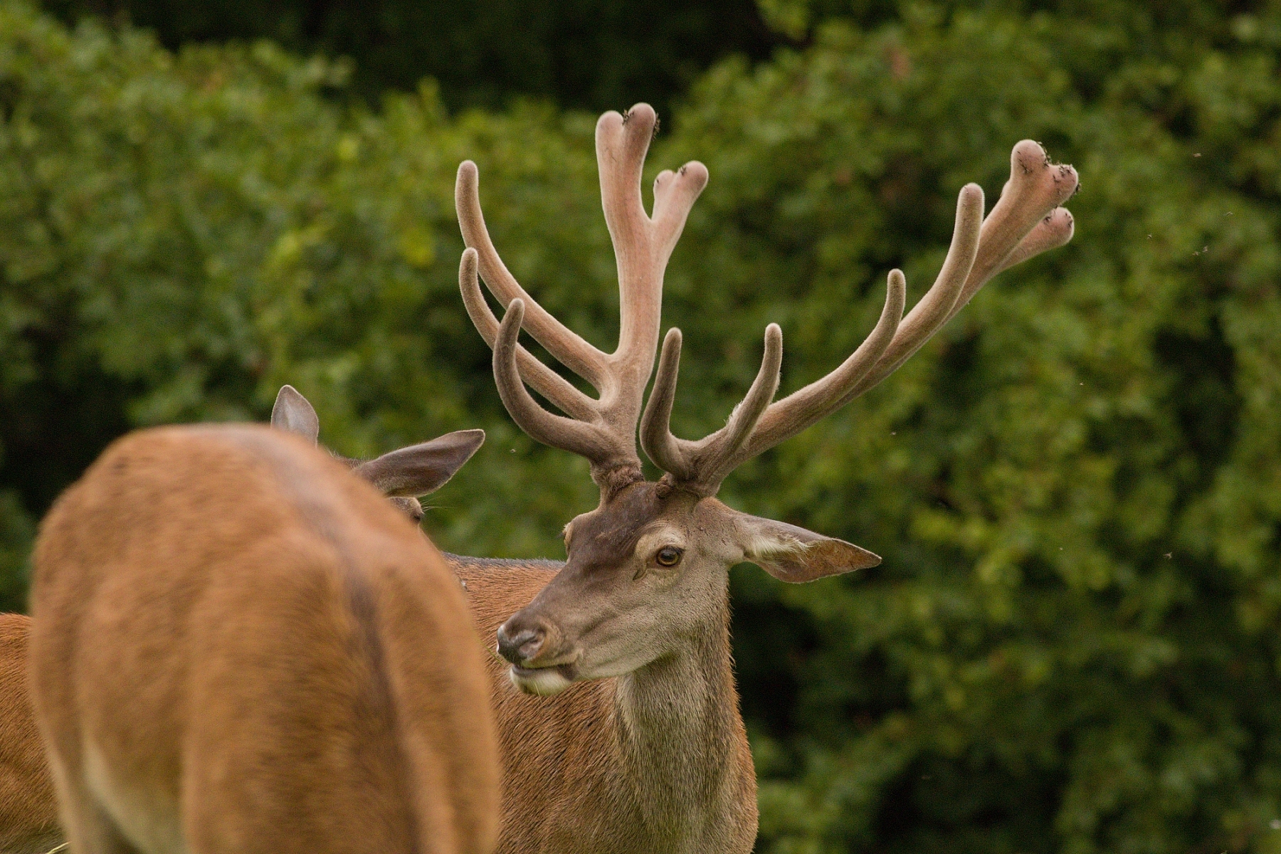 Jeleň lesný (Cervus elaphus), Malá Fatra, Slovensko (22)