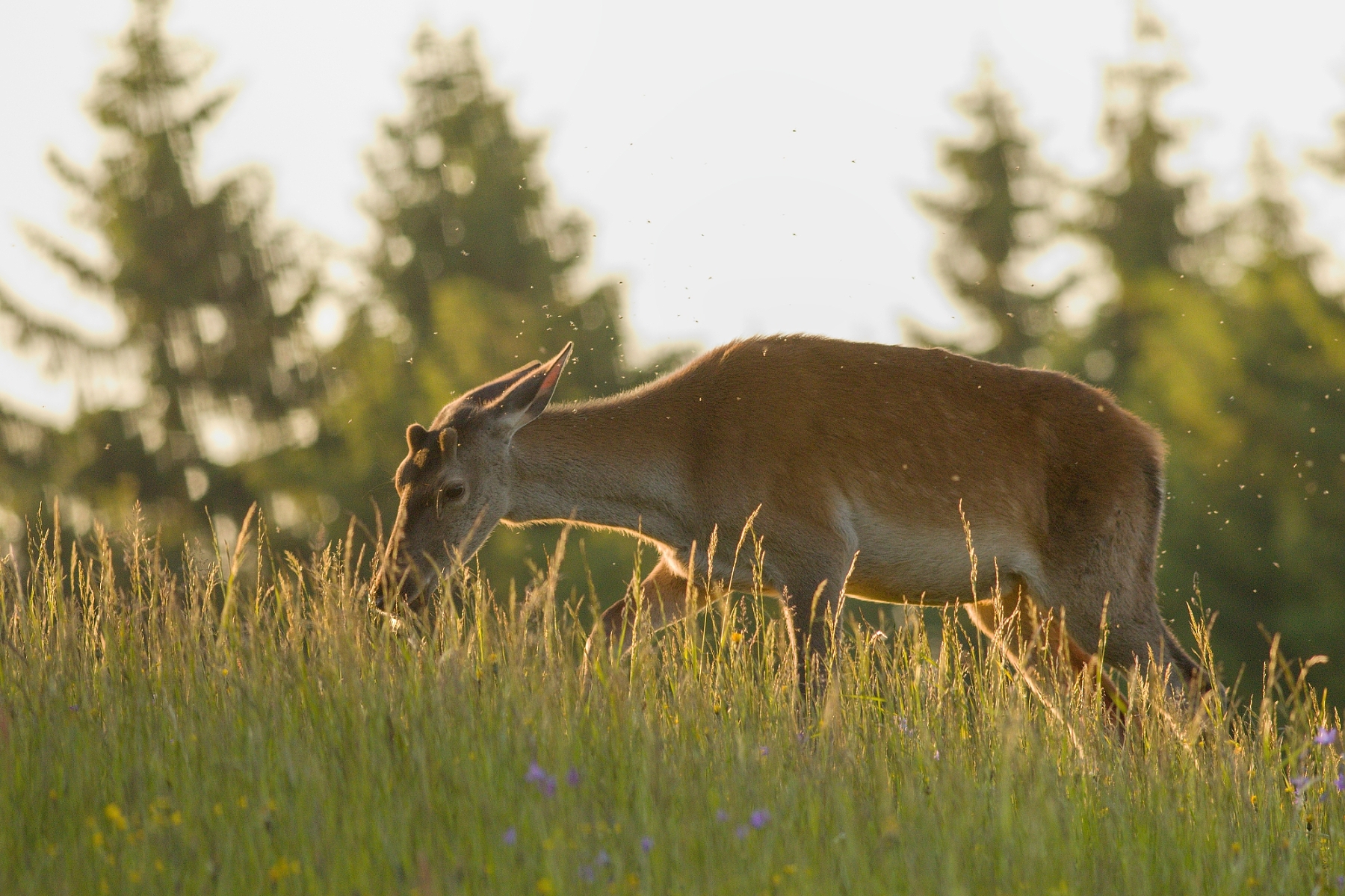 Jeleň lesný (Cervus elaphus), Malá Fatra, Slovensko (23)