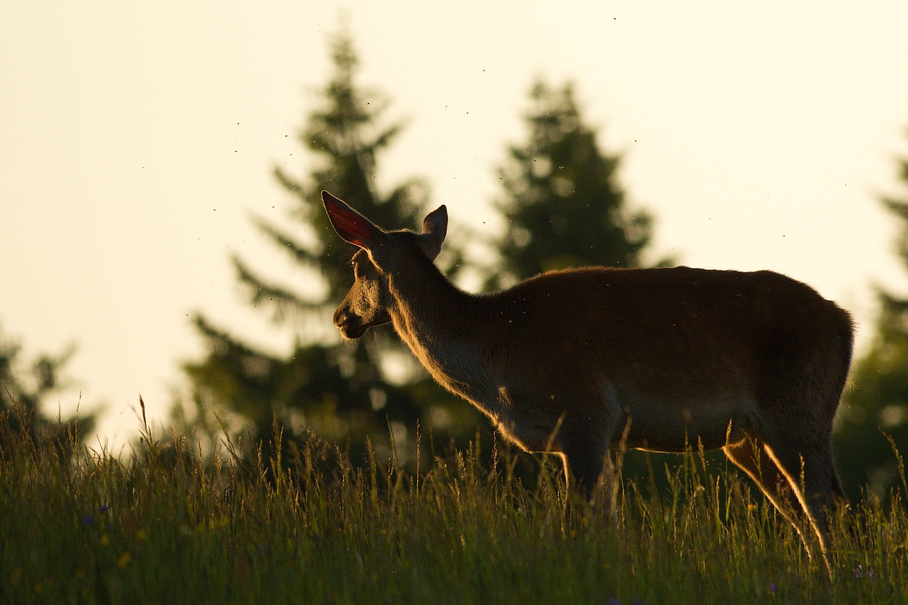 Jeleň lesný (Cervus elaphus), Malá Fatra, Slovensko (24)