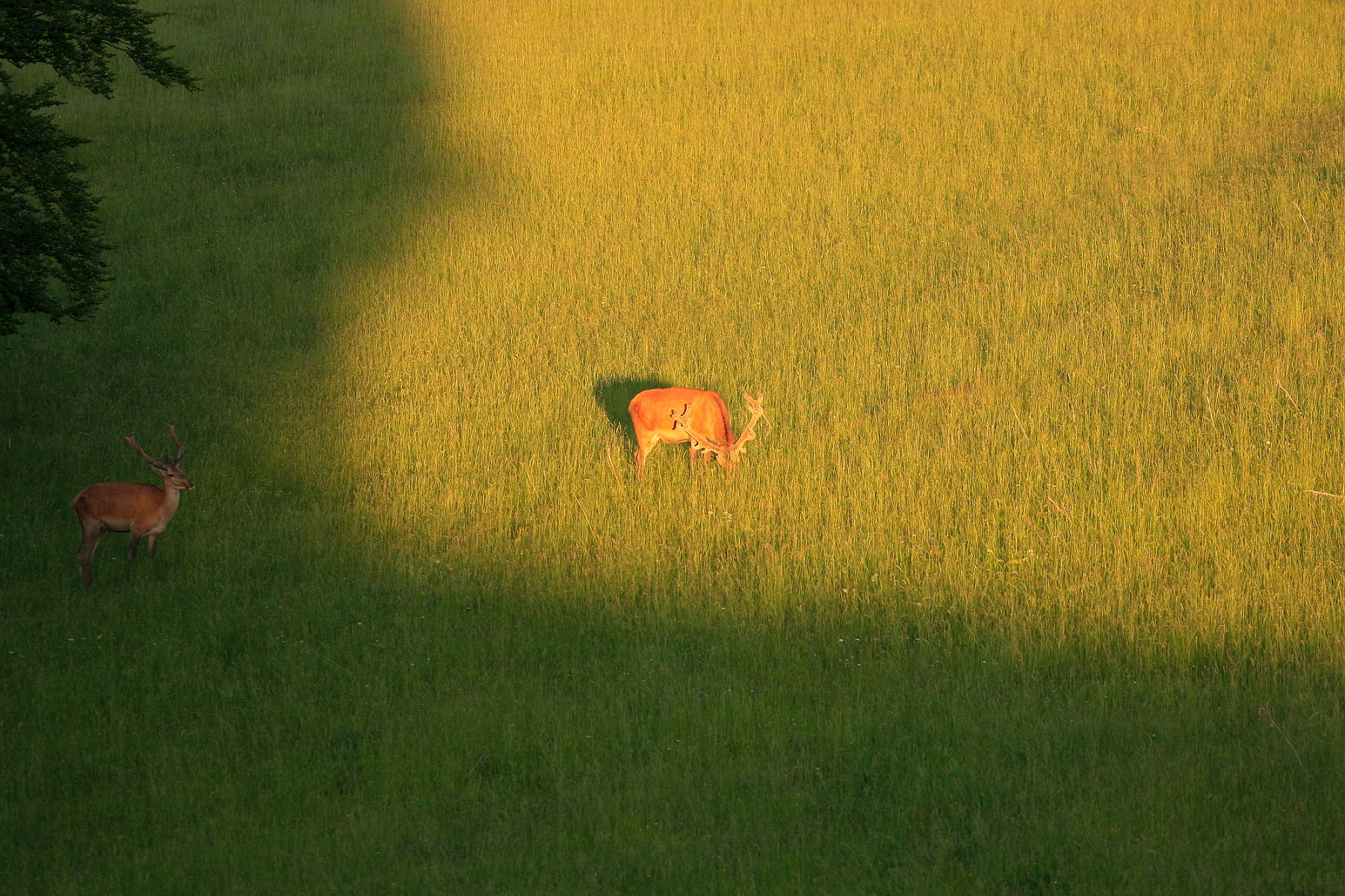 Jeleň lesný (Cervus elaphus), Malá Fatra, Slovensko (26)