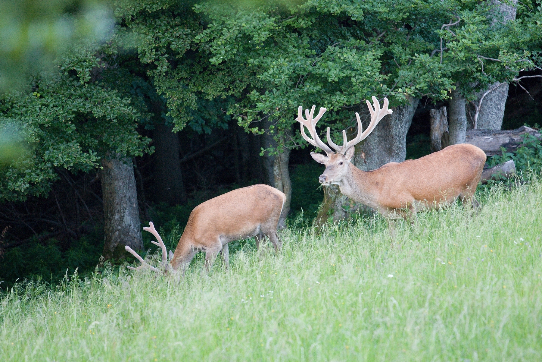 Jeleň lesný (Cervus elaphus), Malá Fatra, Slovensko (27)
