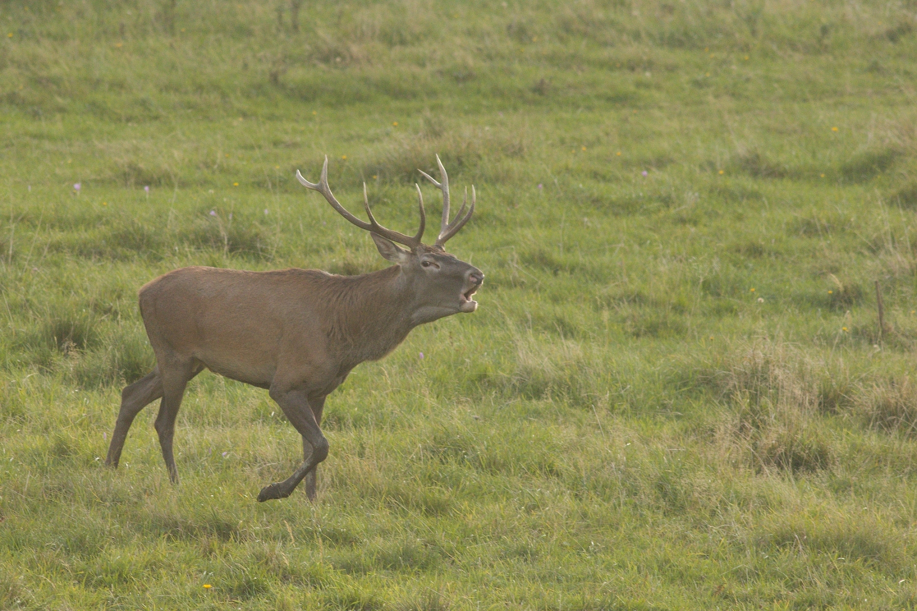 Jeleň lesný (Cervus elaphus), Malá Fatra, Slovensko (4)
