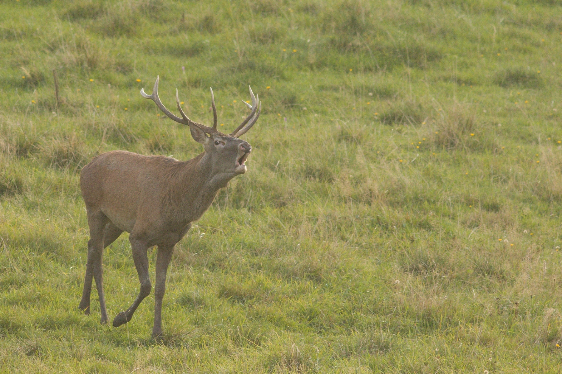 Jeleň lesný (Cervus elaphus), Malá Fatra, Slovensko (5)