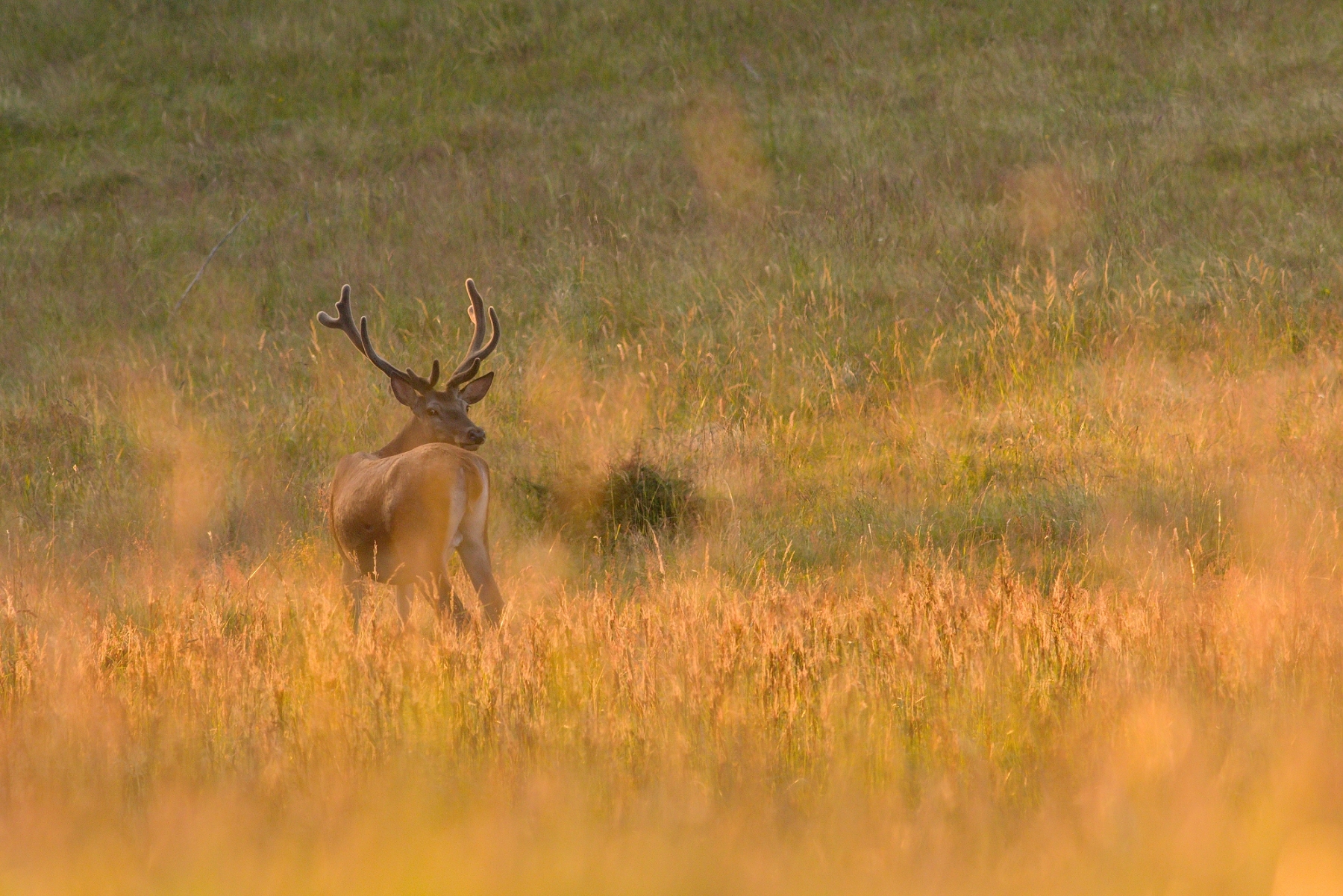 Jeleň lesný (Cervus elaphus), Malá Fatra, Slovensko (6)