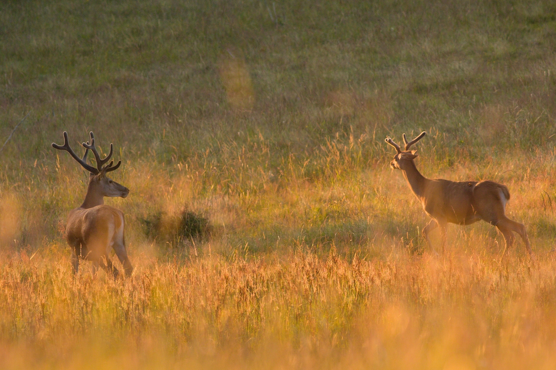 Jeleň lesný (Cervus elaphus), Malá Fatra, Slovensko (7)