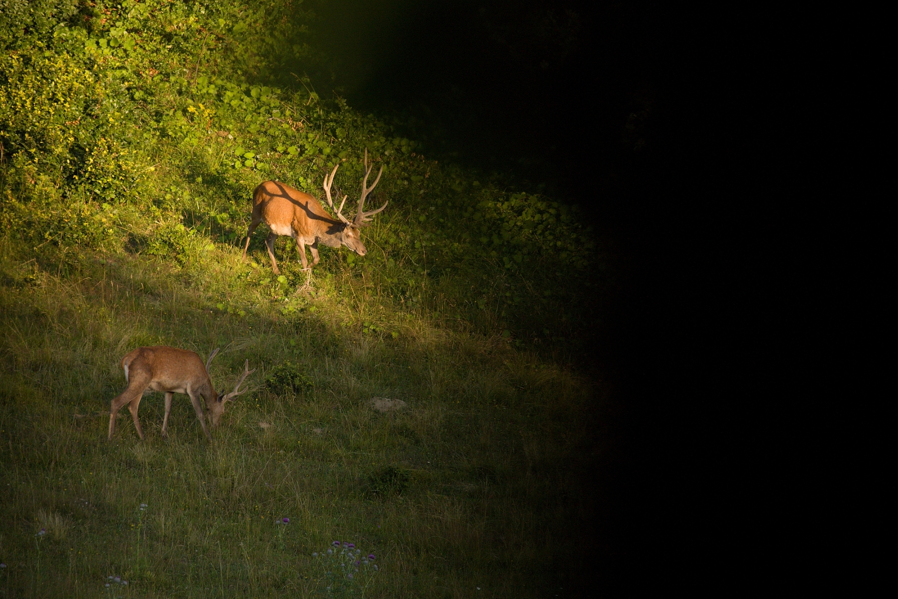Jeleň lesný (Cervus elaphus), Malá Fatra, Slovensko (8)