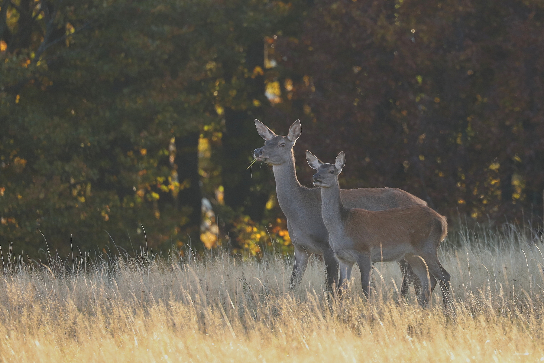 jeleň lesný (Cervus elaphus), Malá Fatra, Slovensko (1)
