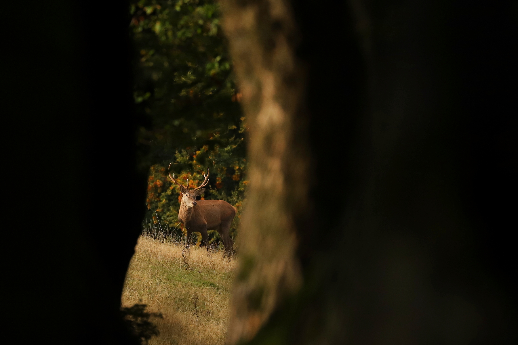 jeleň lesný (Cervus elaphus) Red deer, Malá Fatra Slovensko (3)
