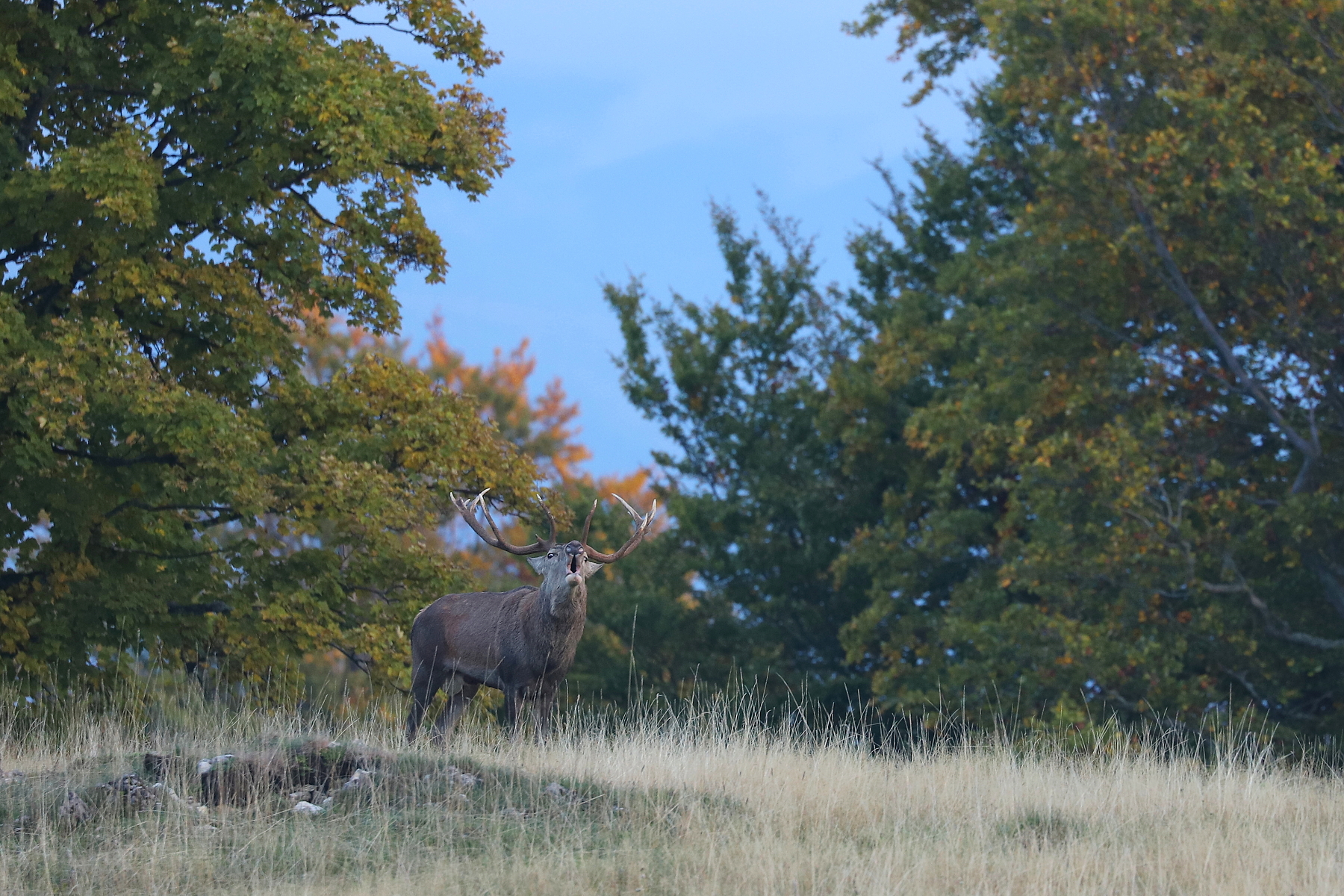jeleň lesný (Cervus elaphus) Red deer, Malá Fatra Slovensko (4)