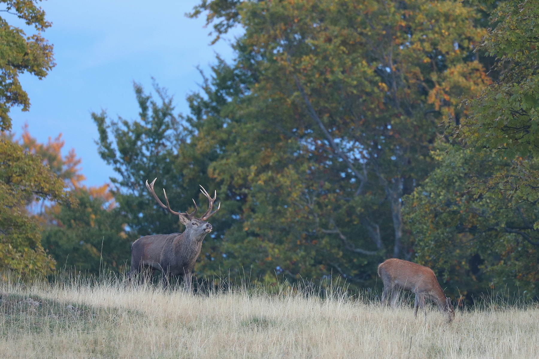jeleň lesný (Cervus elaphus) Red deer, Malá Fatra Slovensko (5)