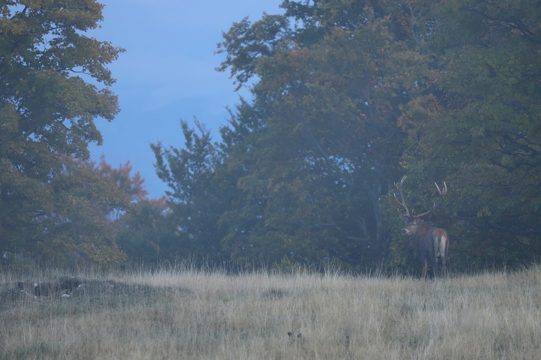 jeleň lesný (Cervus elaphus) Red deer, Malá Fatra Slovensko (7)