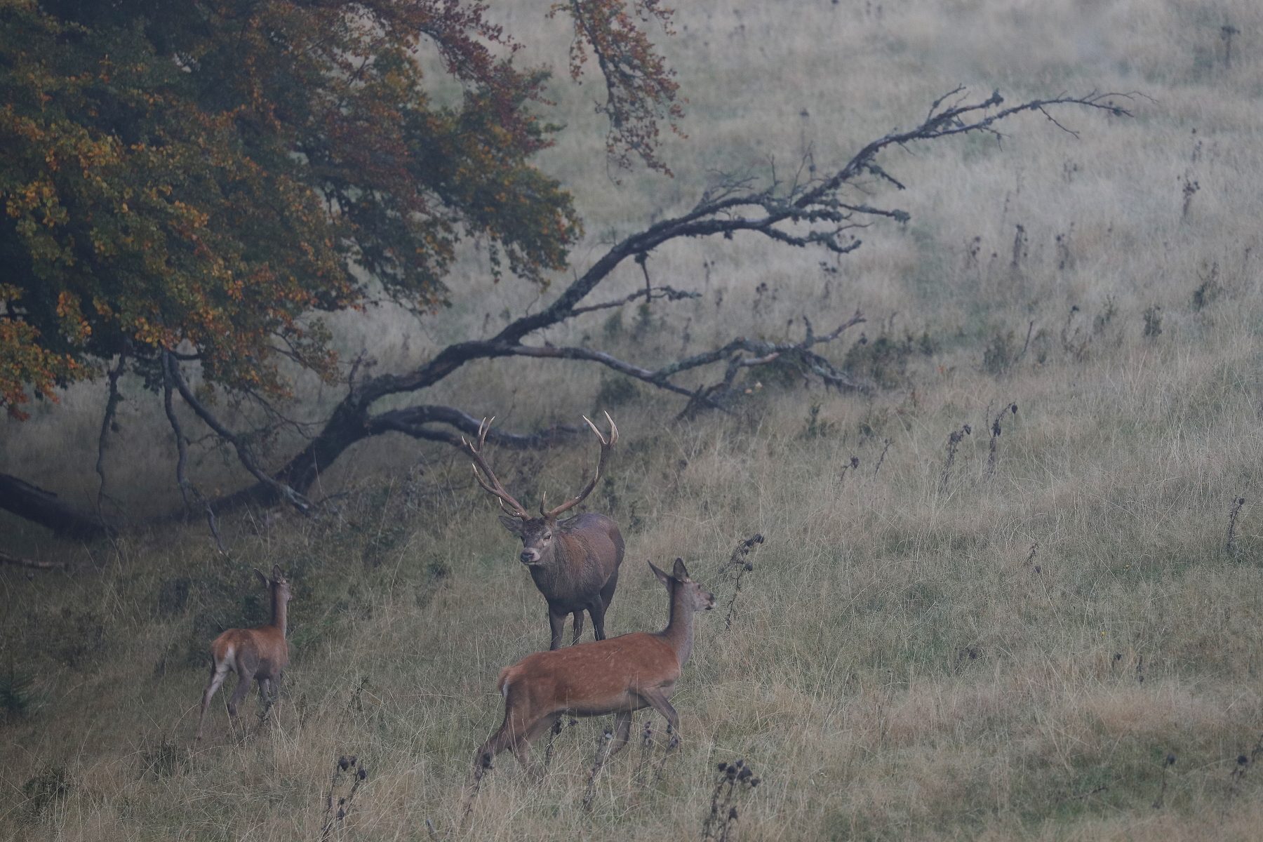 jeleň lesný (Cervus elaphus) Red deer, Malá Fatra Slovensko (8)