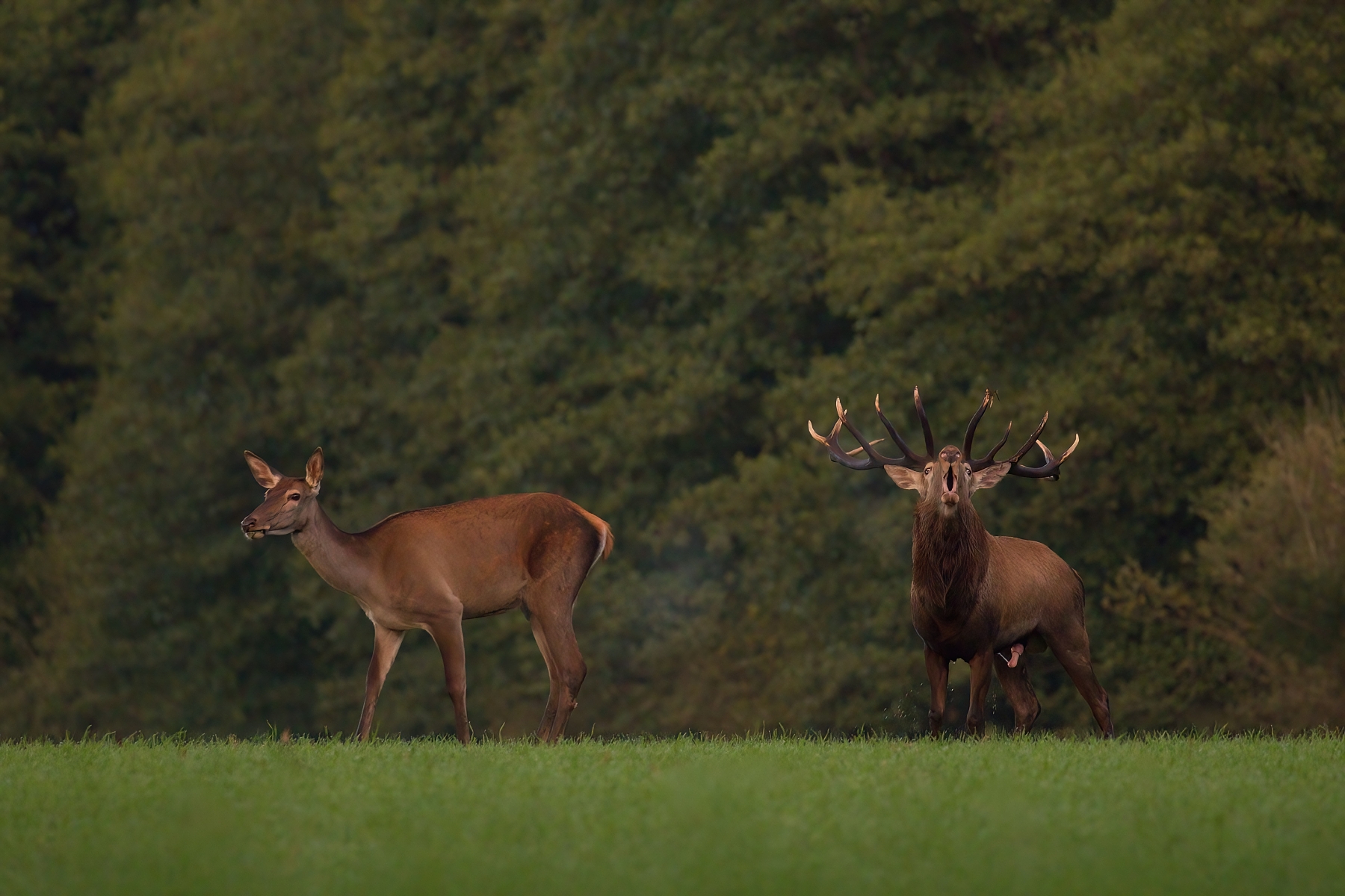 jeleň lesný (Cervus elaphus) Red deer, Turčianska kotlina, Slovensko (1)