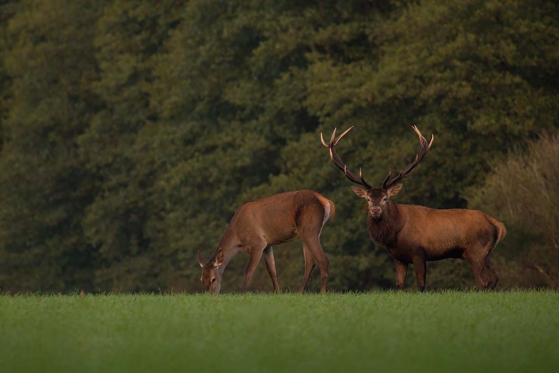 jeleň lesný (Cervus elaphus) Red deer, Turčianska kotlina, Slovensko (11)