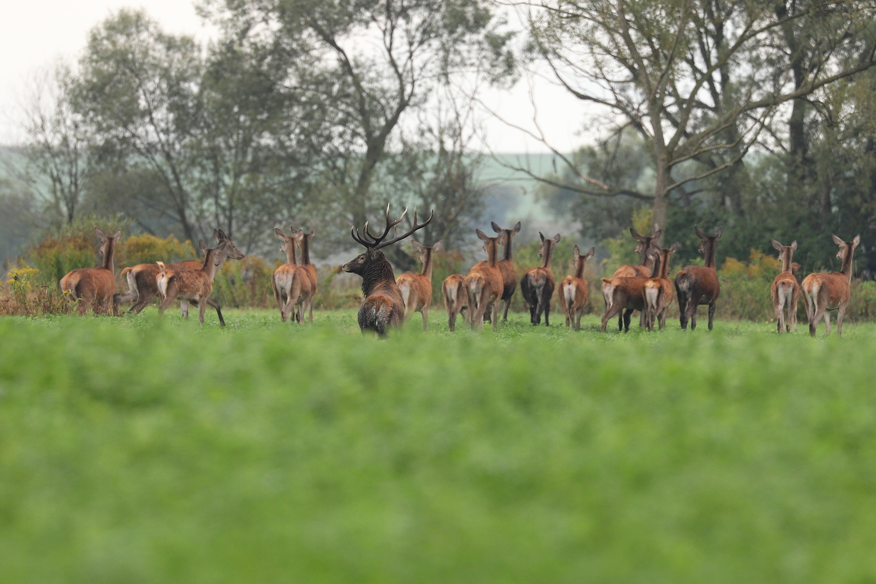 jeleň lesný (Cervus elaphus), Turčianska kotlina, Slovensko (1)