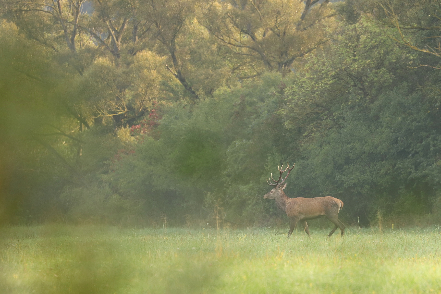 jeleň lesný (Cervus elaphus), Turčianska kotlina, Slovensko (2)
