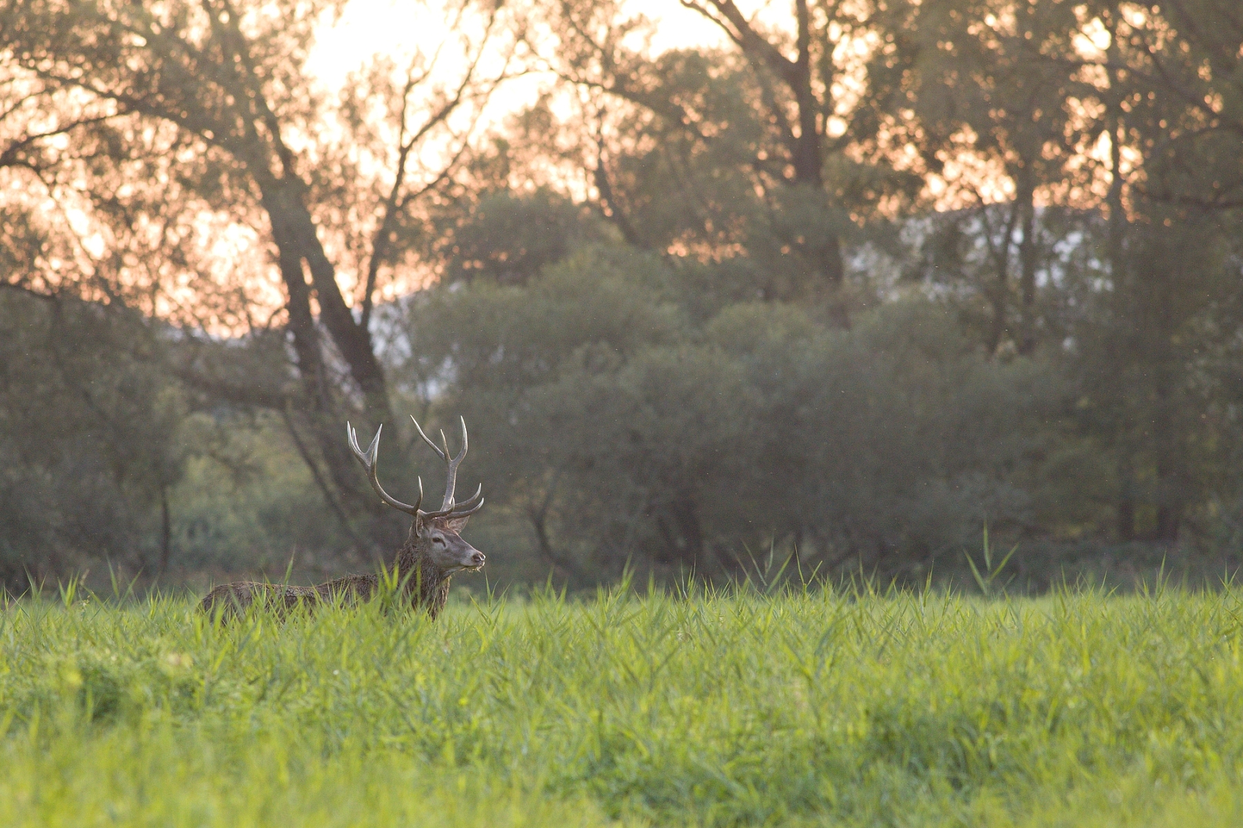 jeleň lesný (Cervus elaphus), Turčianska kotlina, Slovensko (25)