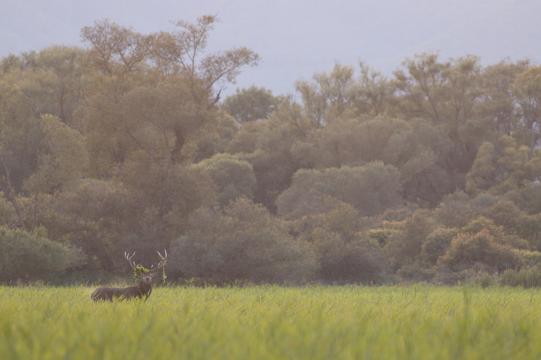 jeleň lesný (Cervus elaphus), Turčianska kotlina, Slovensko (26)