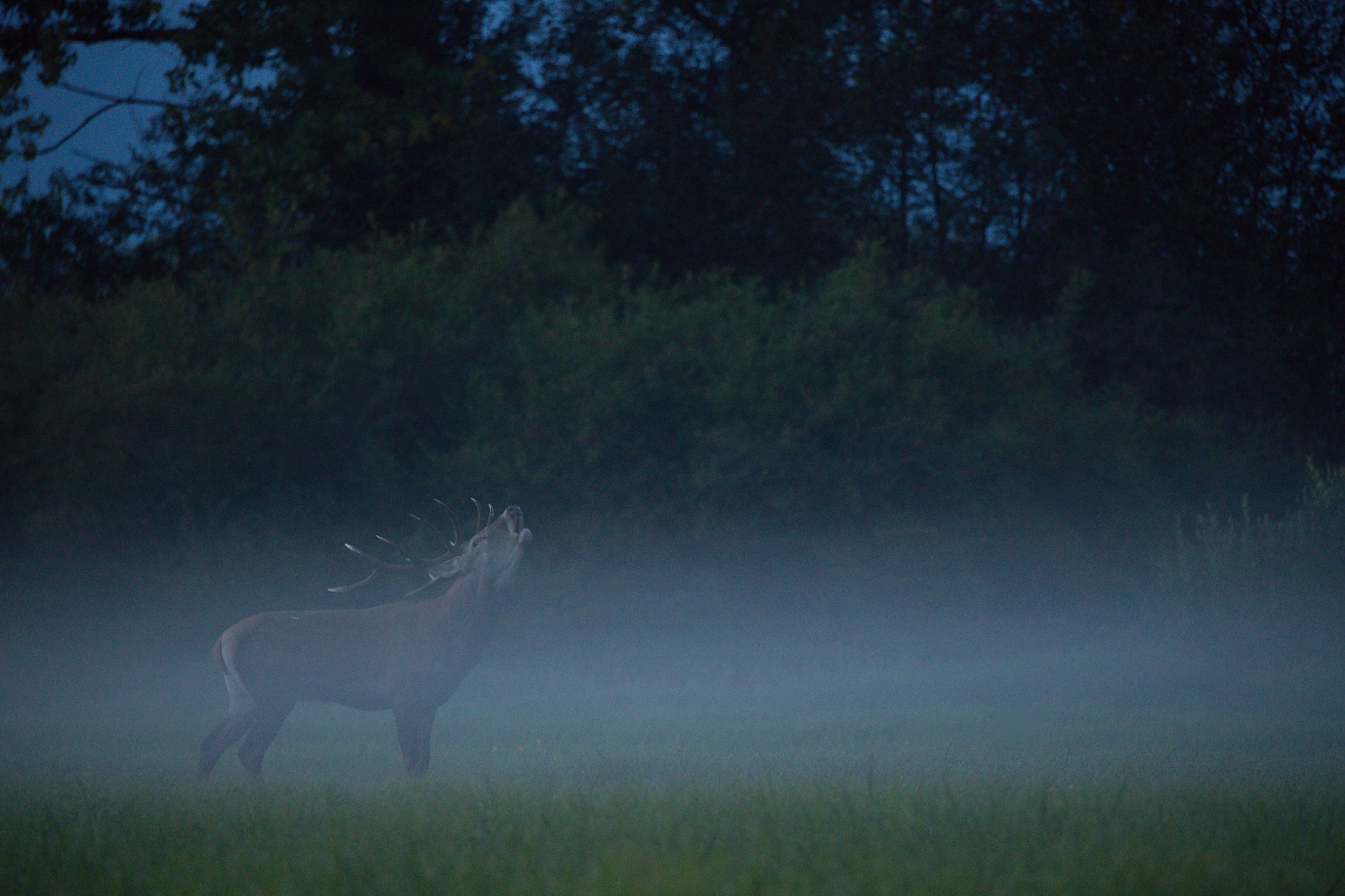 jeleň lesný (Cervus elaphus), Turčianska kotlina, Slovensko (32)