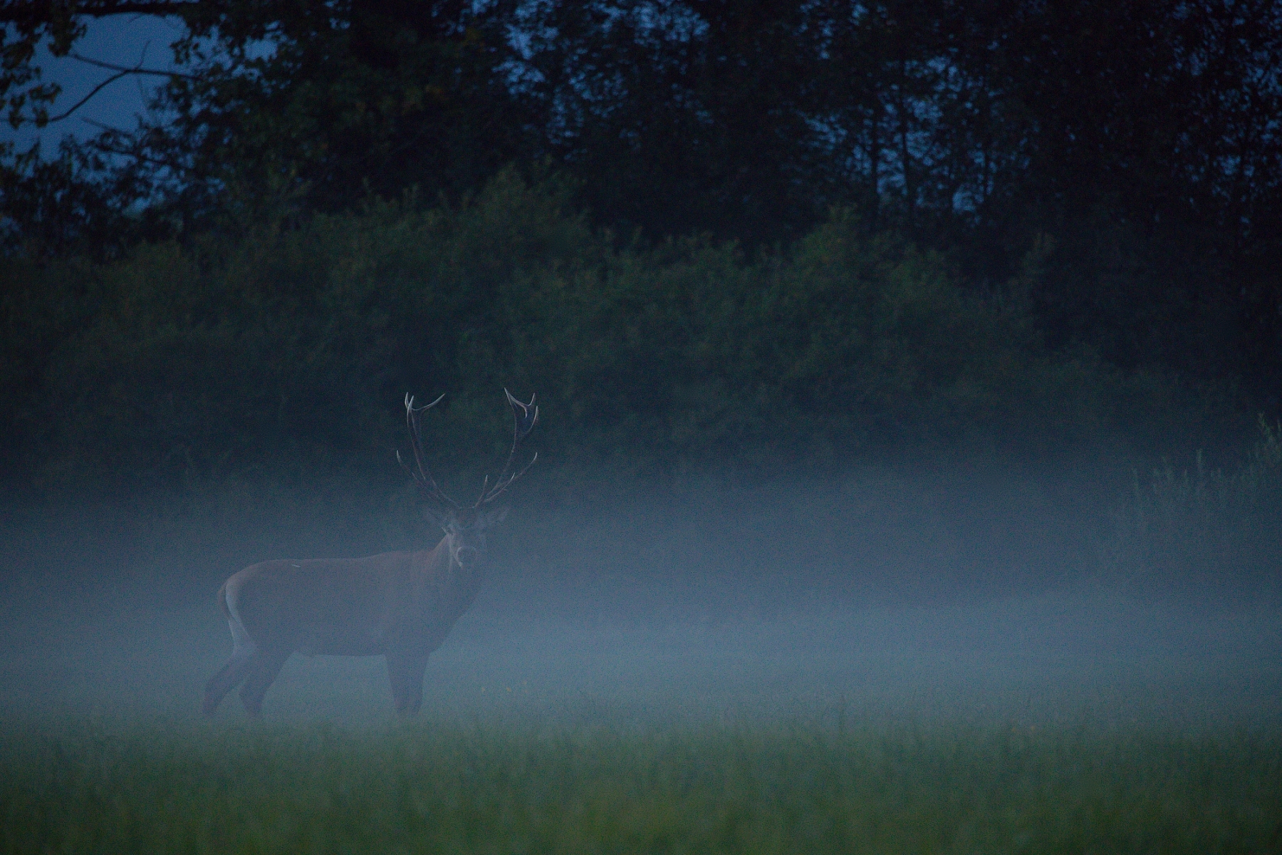 jeleň lesný (Cervus elaphus), Turčianska kotlina, Slovensko (34)
