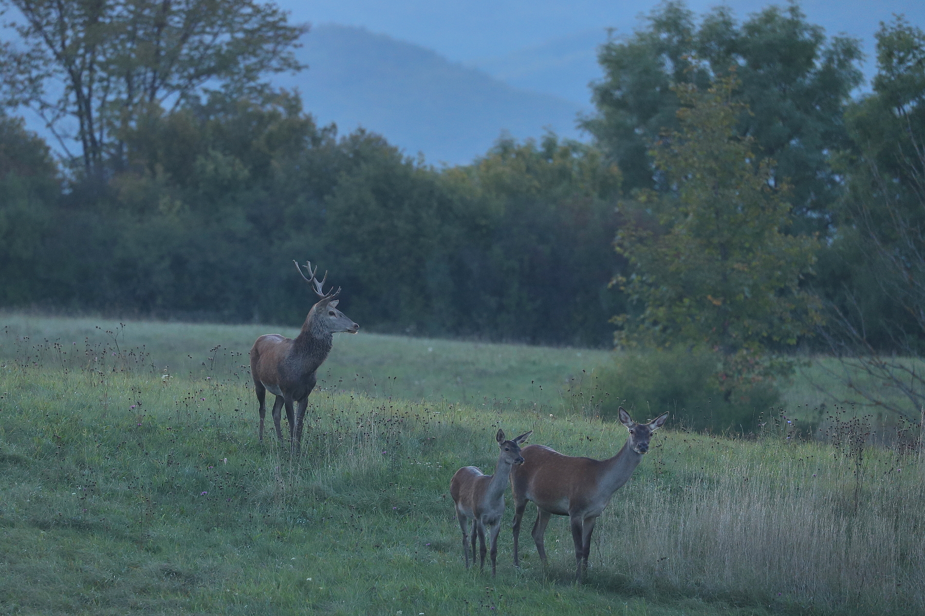 jeleň lesný (Cervus elaphus), Turčianska kotlina, Slovensko (4)