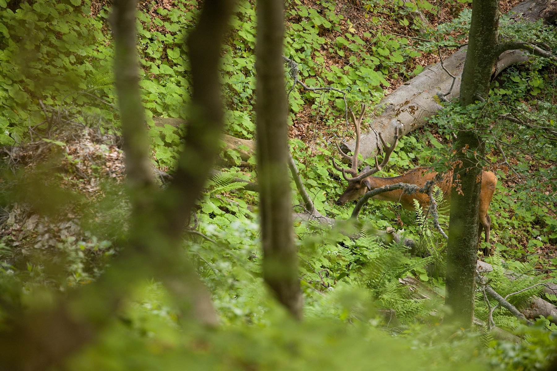 jeleň lesný (Cervus elaphus), Veľká Fatra, Slovensko (11)