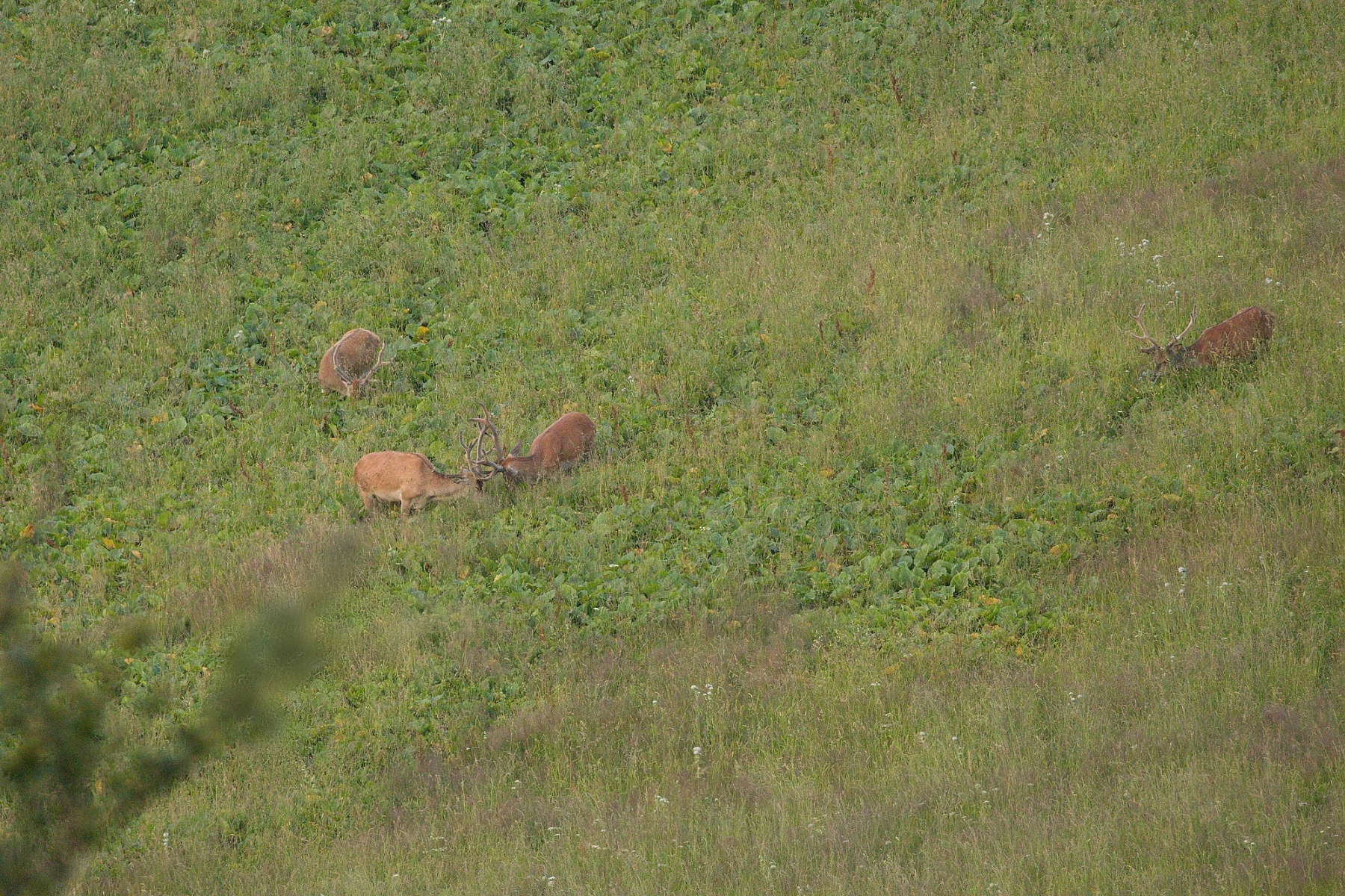 jeleň lesný (Cervus elaphus), Veľká Fatra, Slovensko (12)