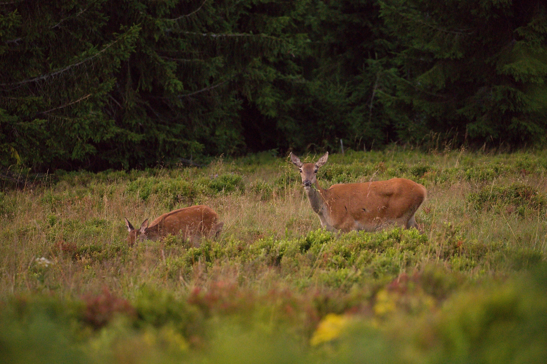 jeleň lesný (Cervus elaphus), Veľká Fatra, Slovensko (2)