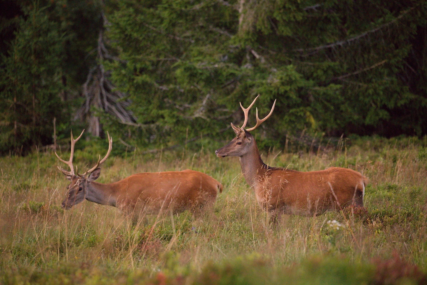 jeleň lesný (Cervus elaphus), Veľká Fatra, Slovensko (4)