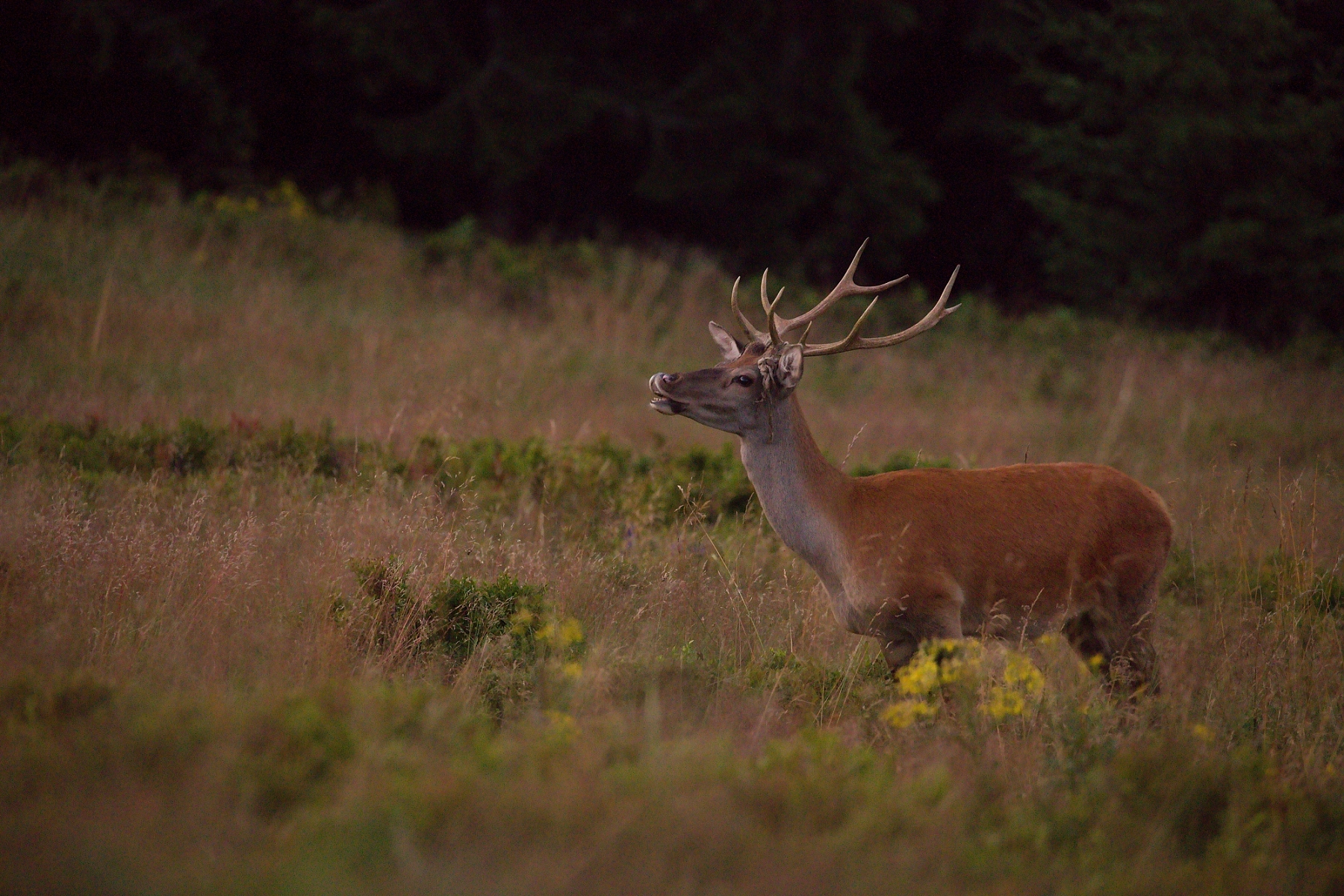 jeleň lesný (Cervus elaphus), Veľká Fatra, Slovensko (5)