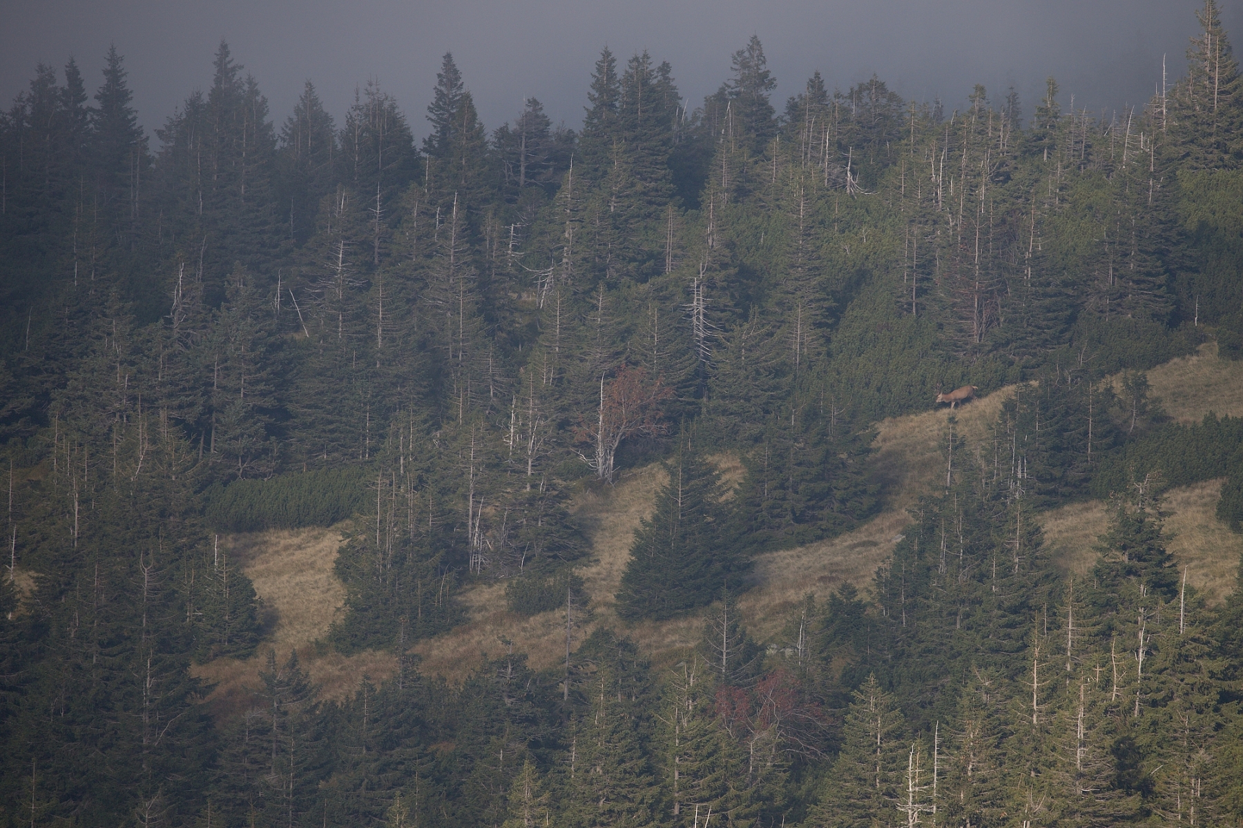 jeleň lesný (Cervus elaphus), Krkonoše, Poľsko
