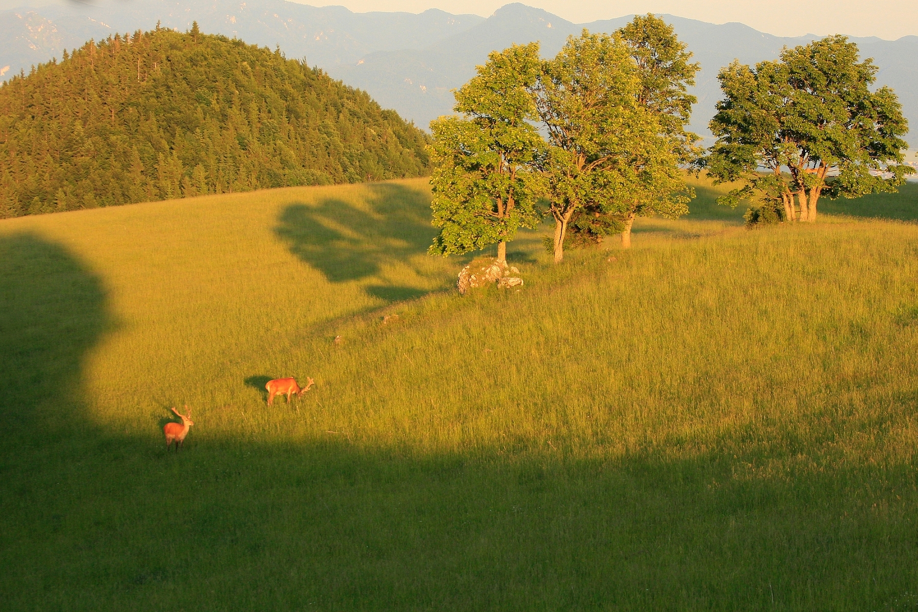 jeleň lesný (Cervus elaphus), Malá Fatra, Slovensko (1)