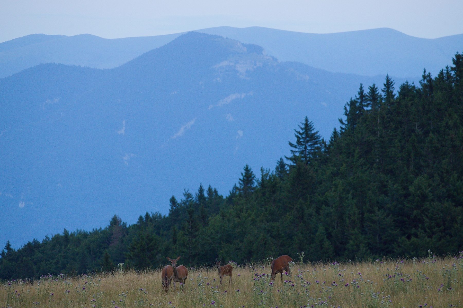 jeleň lesný (Cervus elaphus), Malá Fatra, Slovensko (2)