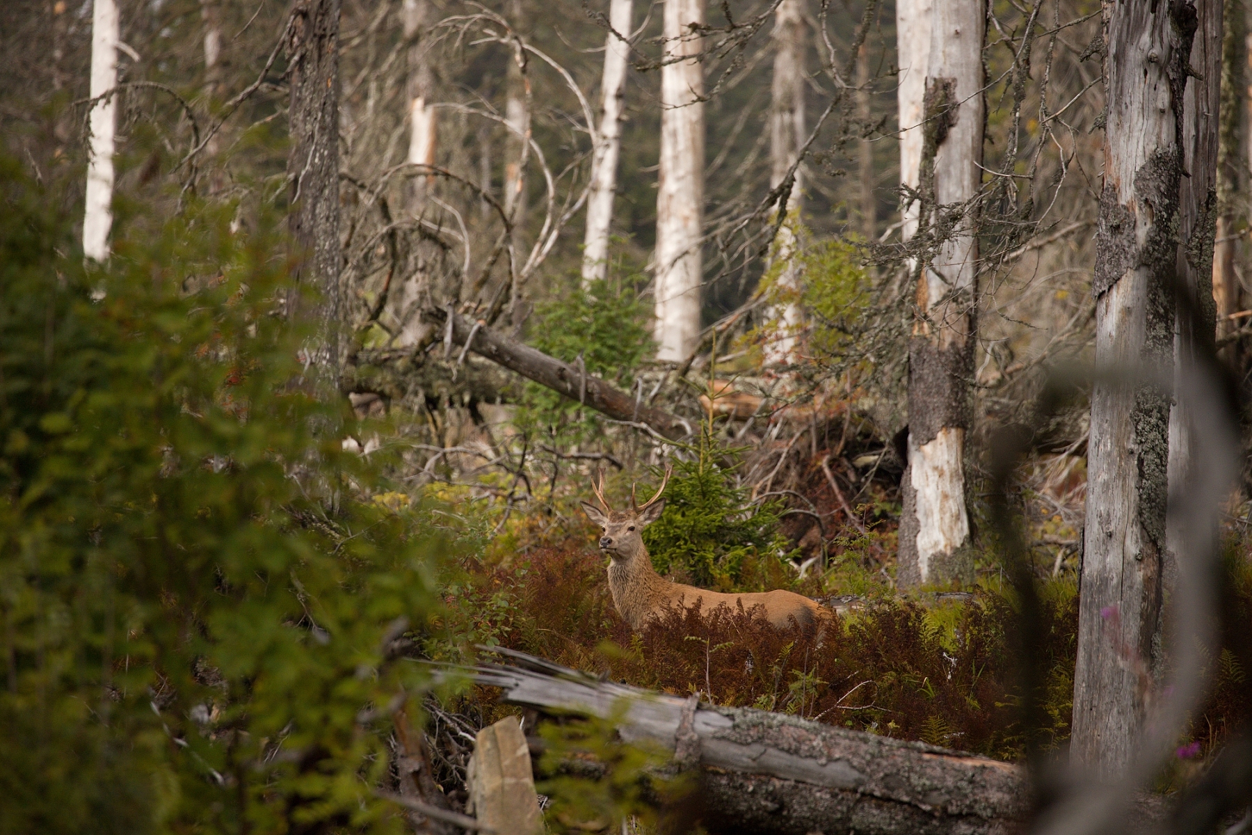 jeleň lesný (Cervus elaphus), Orava, Slovensko (2)