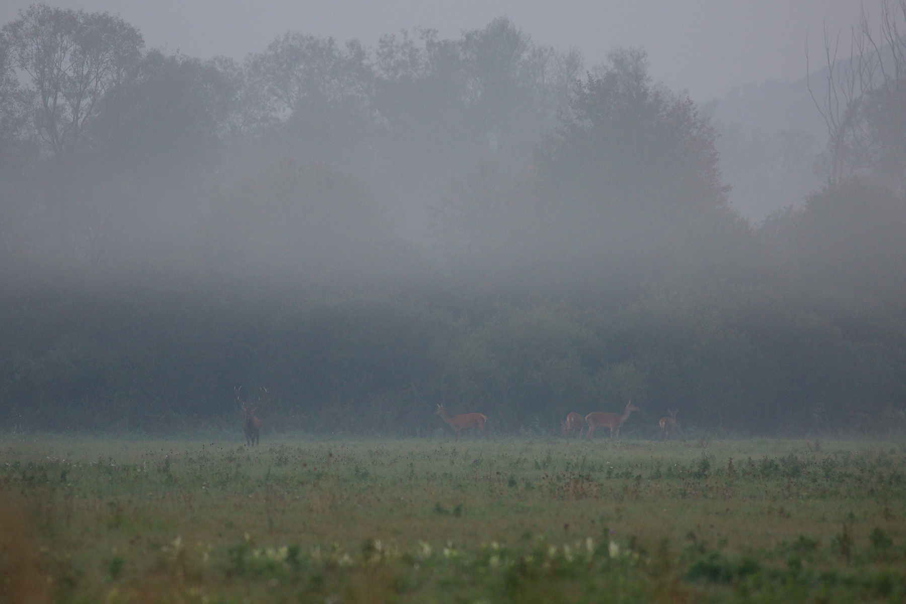 jeleň lesný (Cervus elaphus), Turčianska kotlina, Slovensko (1)