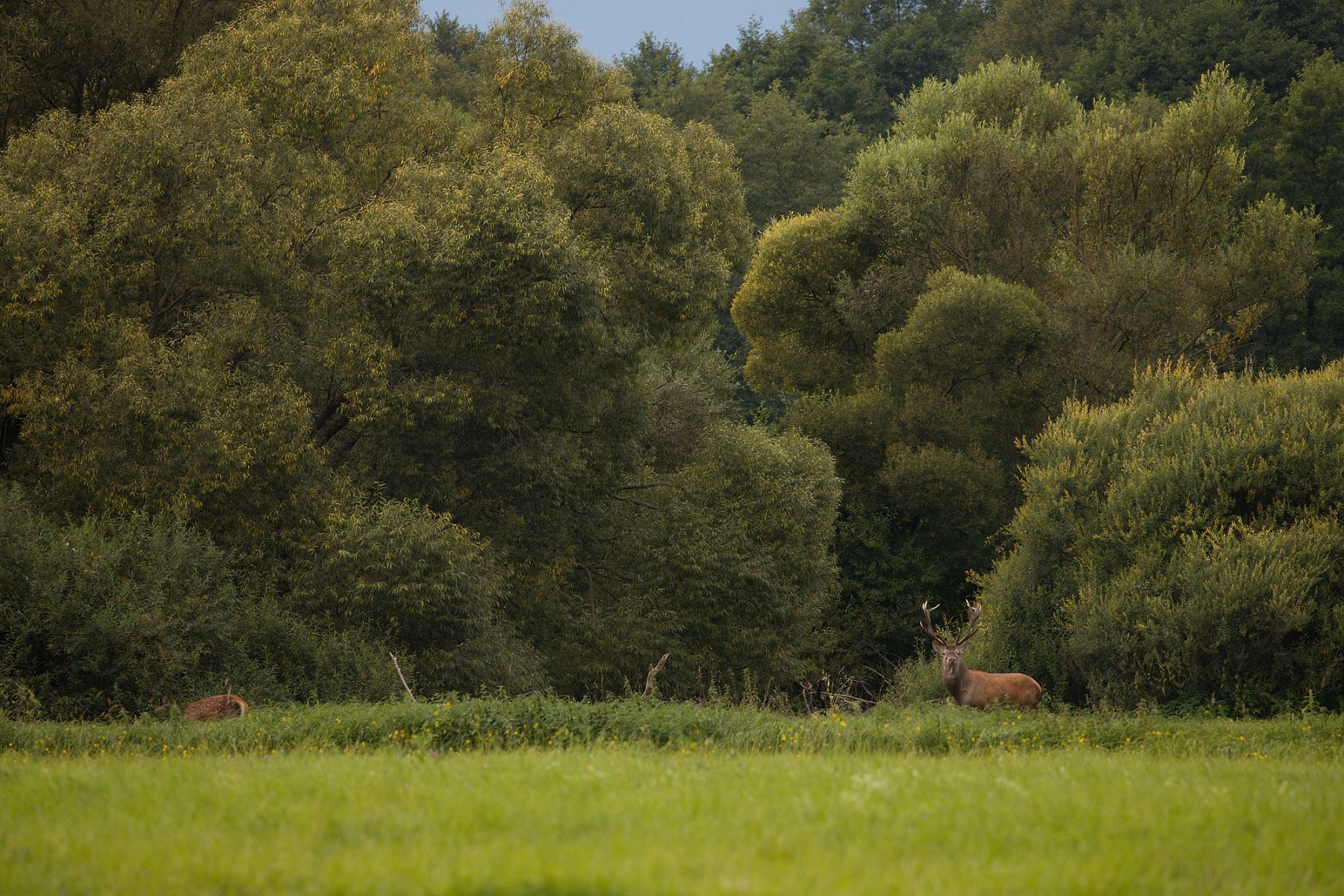 jeleň lesný (Cervus elaphus), Turčianska kotlina, Slovensko (10)