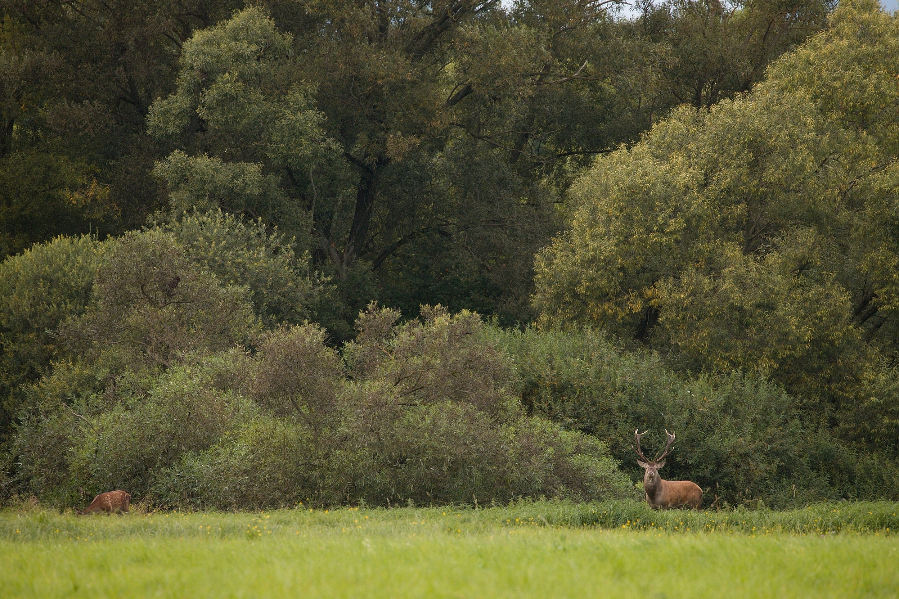 jeleň lesný (Cervus elaphus), Turčianska kotlina, Slovensko (11)