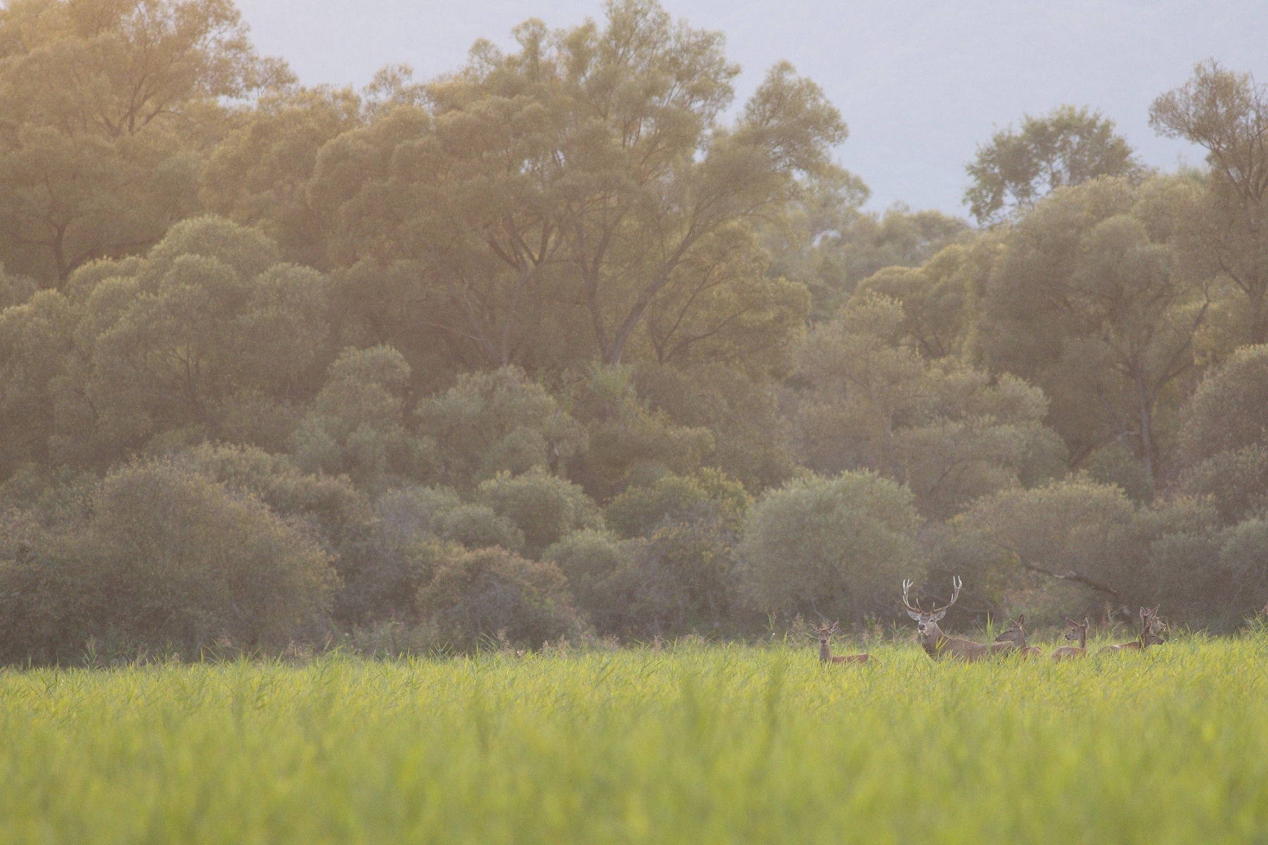 jeleň lesný (Cervus elaphus), Turčianska kotlina, Slovensko (12)