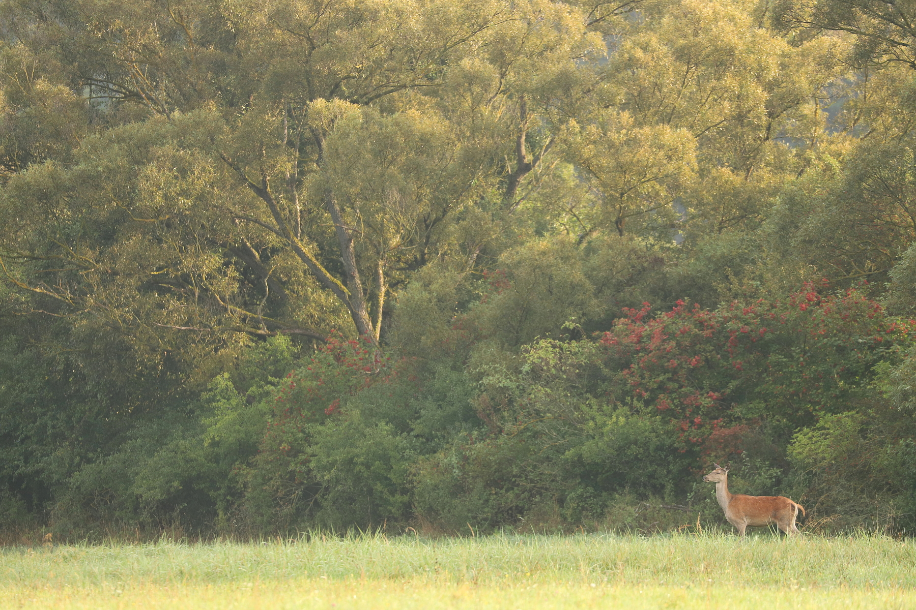jeleň lesný (Cervus elaphus), Turčianska kotlina, Slovensko (3)