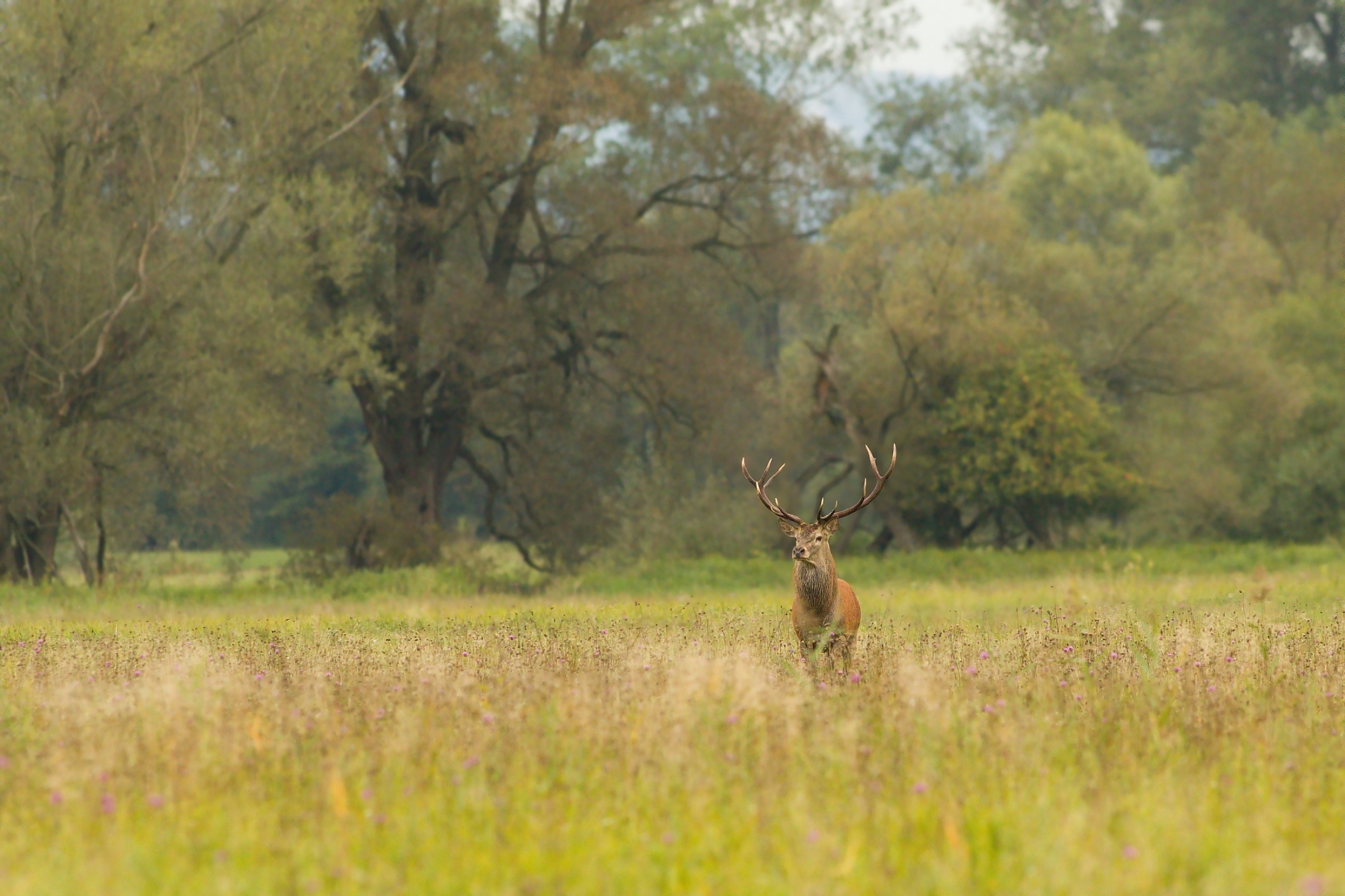jeleň lesný (Cervus elaphus), Turčianska kotlina, Slovensko (7)
