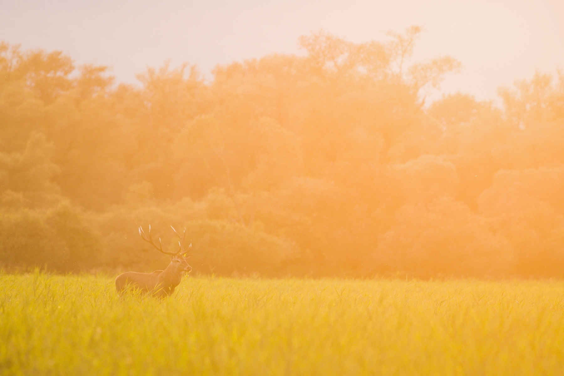 jeleň lesný (Cervus elaphus), Turčianska kotlina, Slovensko (8)