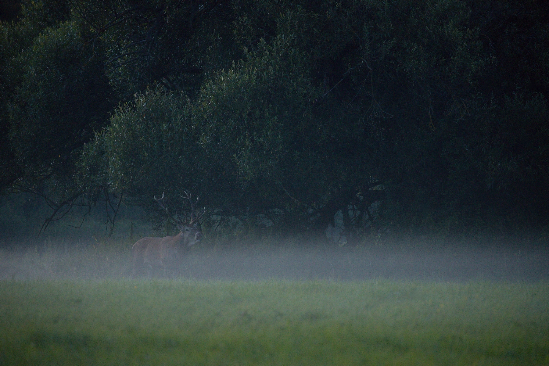 jeleň lesný (Cervus elaphus), Turčianska kotlina, Slovensko (9)