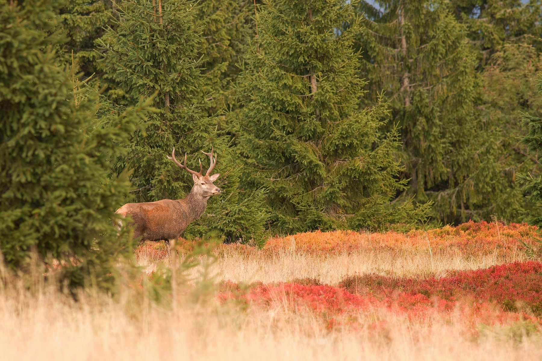jeleň lesný (Cervus elaphus), Veľká Fatra, Slovensko (1)