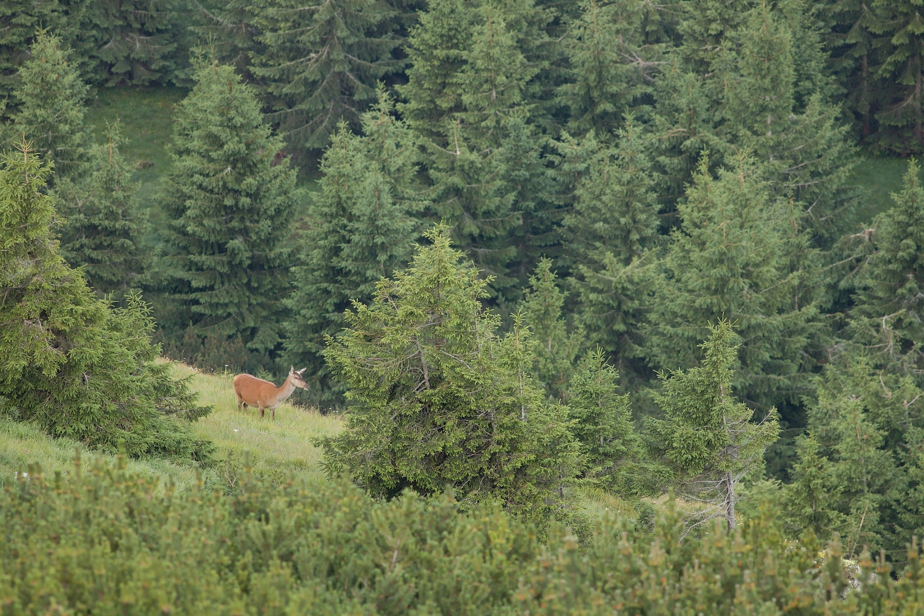 jeleň lesný (Cervus elaphus), Veľká Fatra, Slovensko (2)