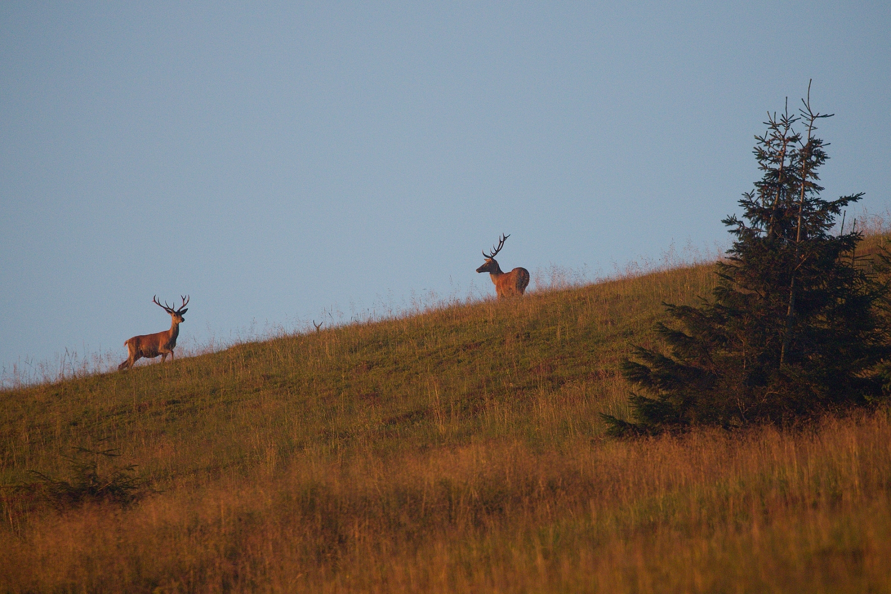 jeleň lesný (Cervus elaphus), Veľká Fatra, Slovensko (4)