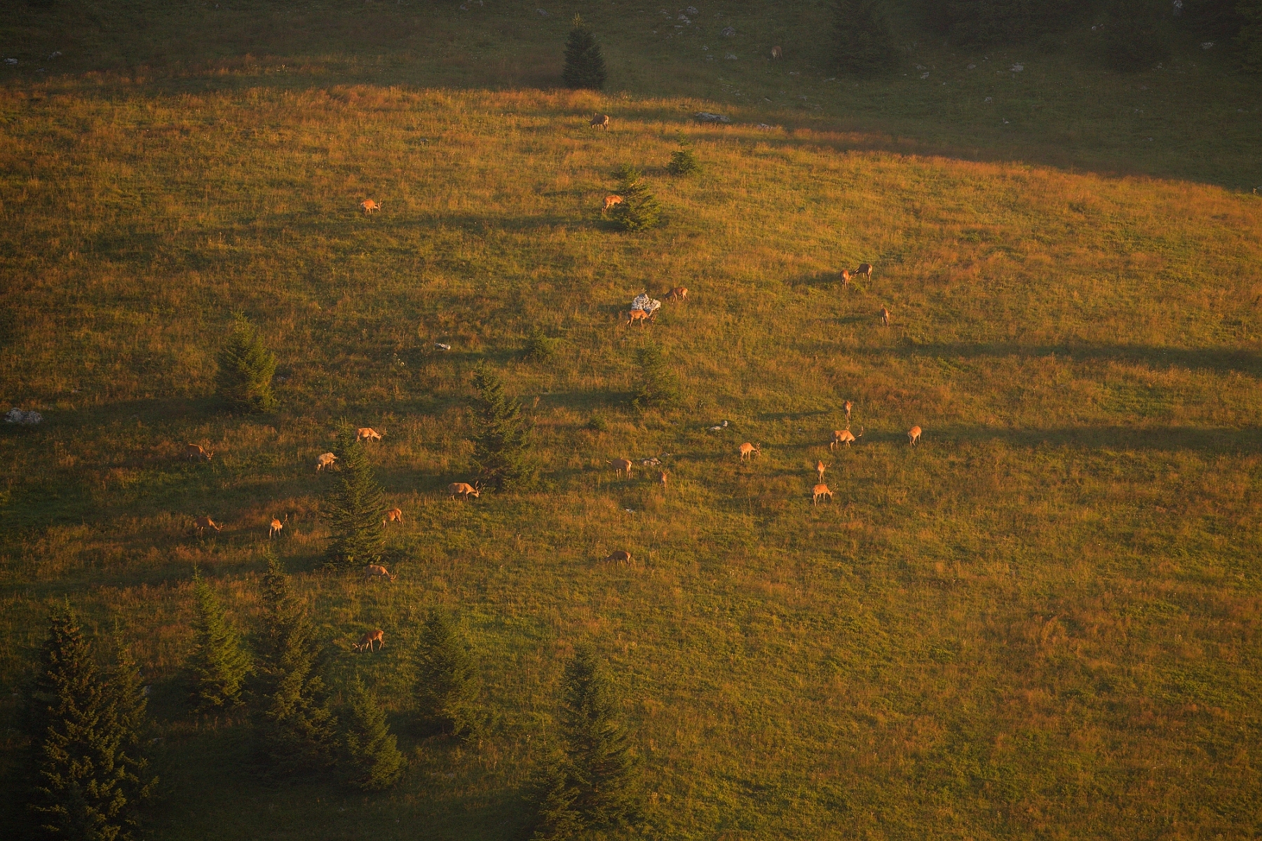jeleň lesný (Cervus elaphus), Veľká Fatra, Slovensko (6)