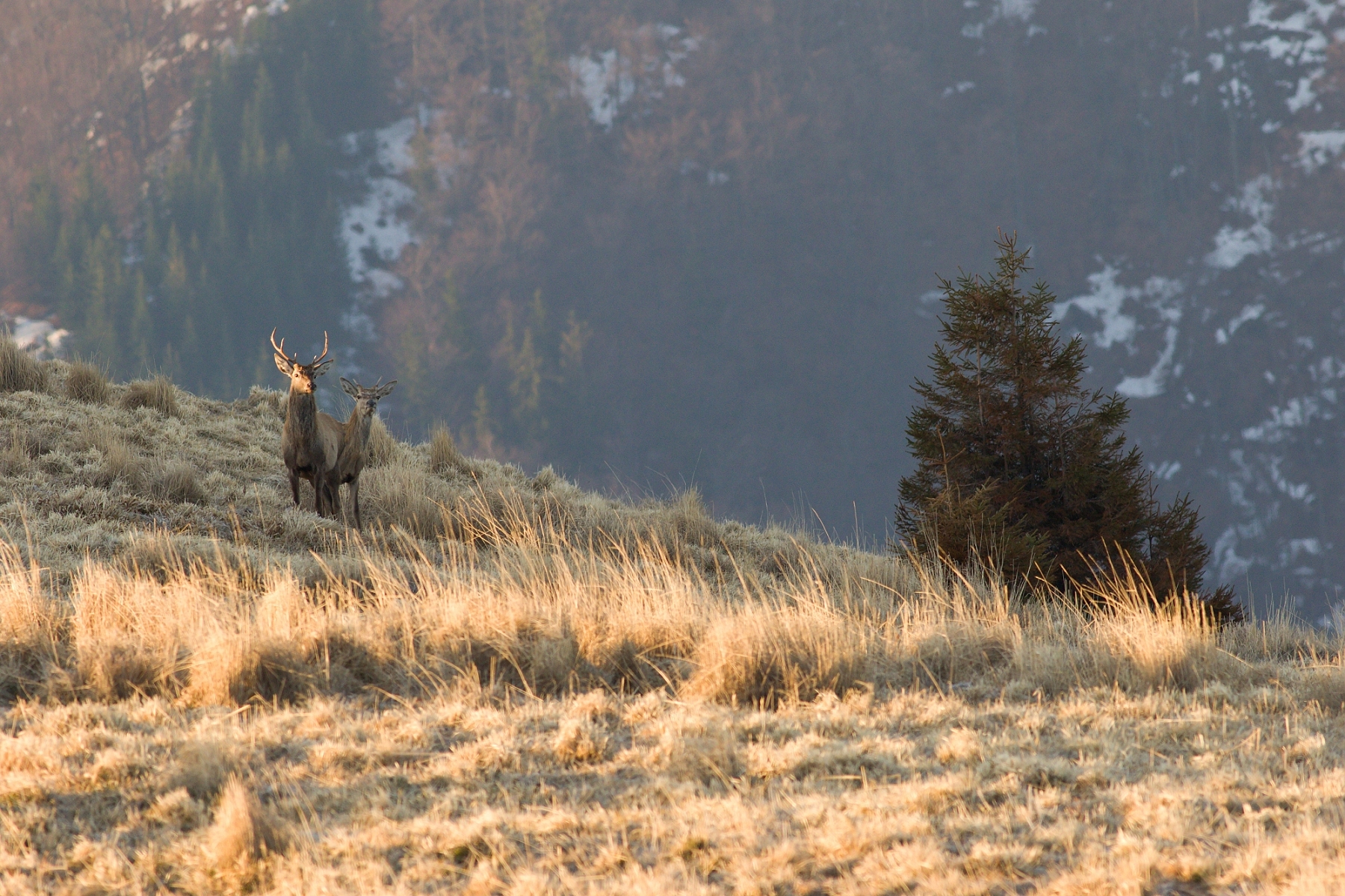 jeleň lesný (Cervus elaphus), Veľká Fatra, Slovensko (7)