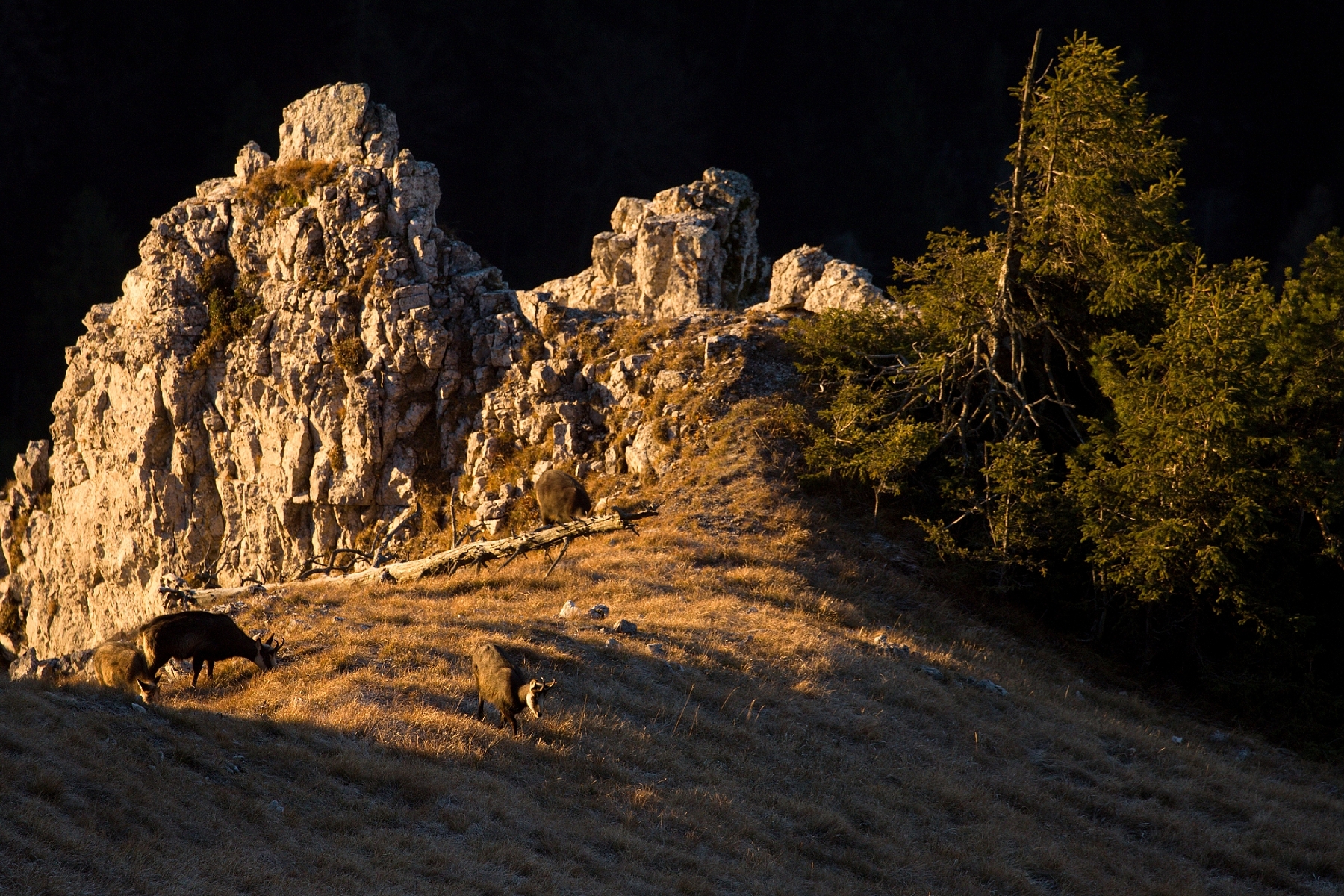 kamzík vrchovská alpský (Rupicapra rupicapra tatrica), Veľká Fatra, Slovensko (2)