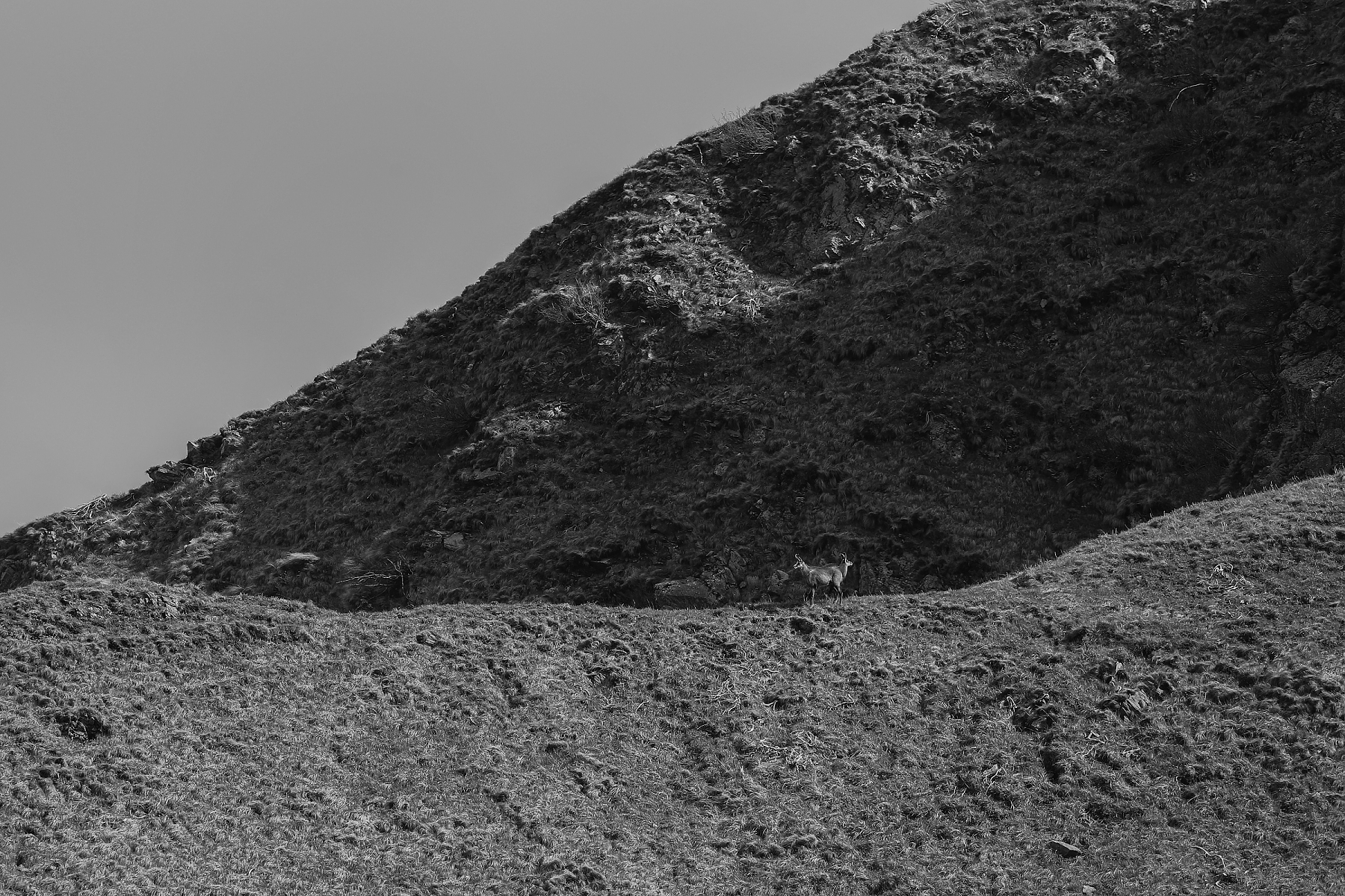 kamzík vrchovský balkánsky (Rupicapra rupicapra balcanica), Fagaraš, Rumunsko (1)